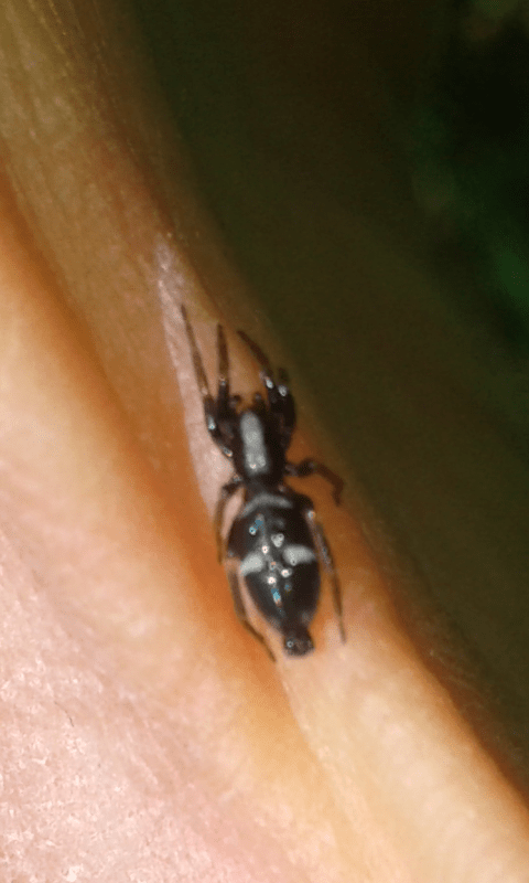 Aphantaulax sp. (Gnaphosidae)? S� - Padova